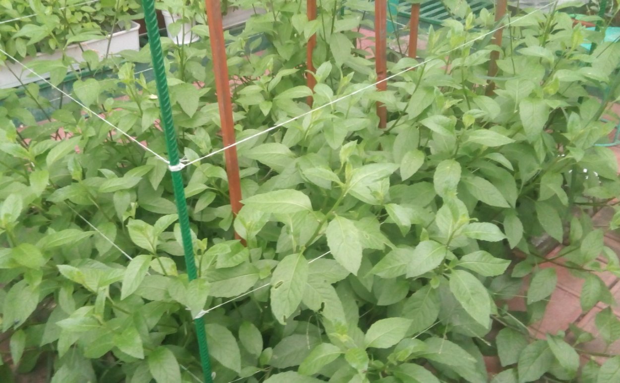 Джинура листья Бога