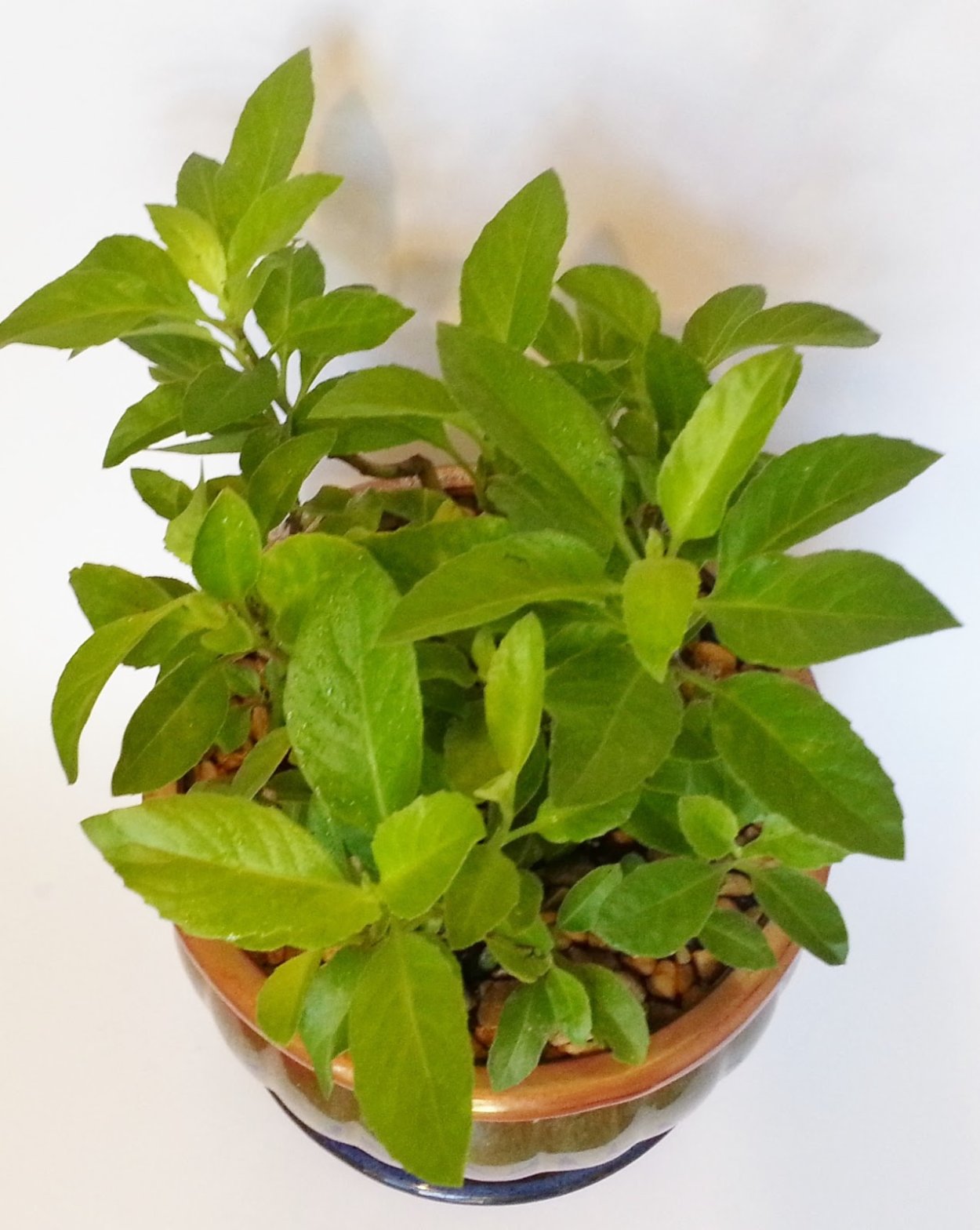 Джинура Прокумбенс (Gynura procumbens)