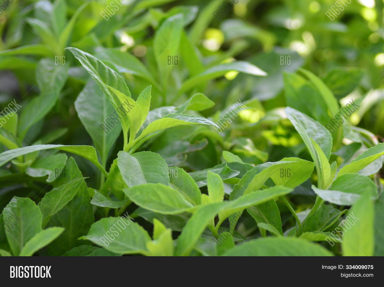 Джинура Прокумбенс цветение