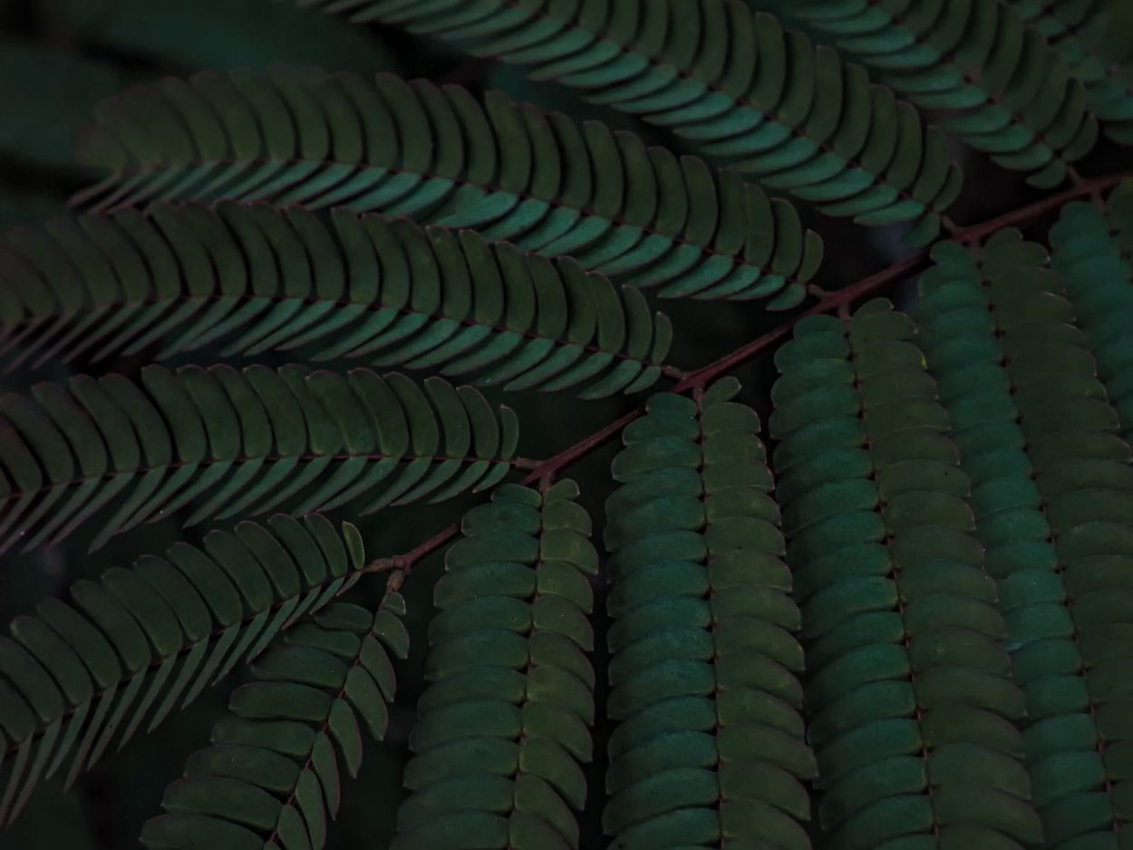 Растение с листьями пилой