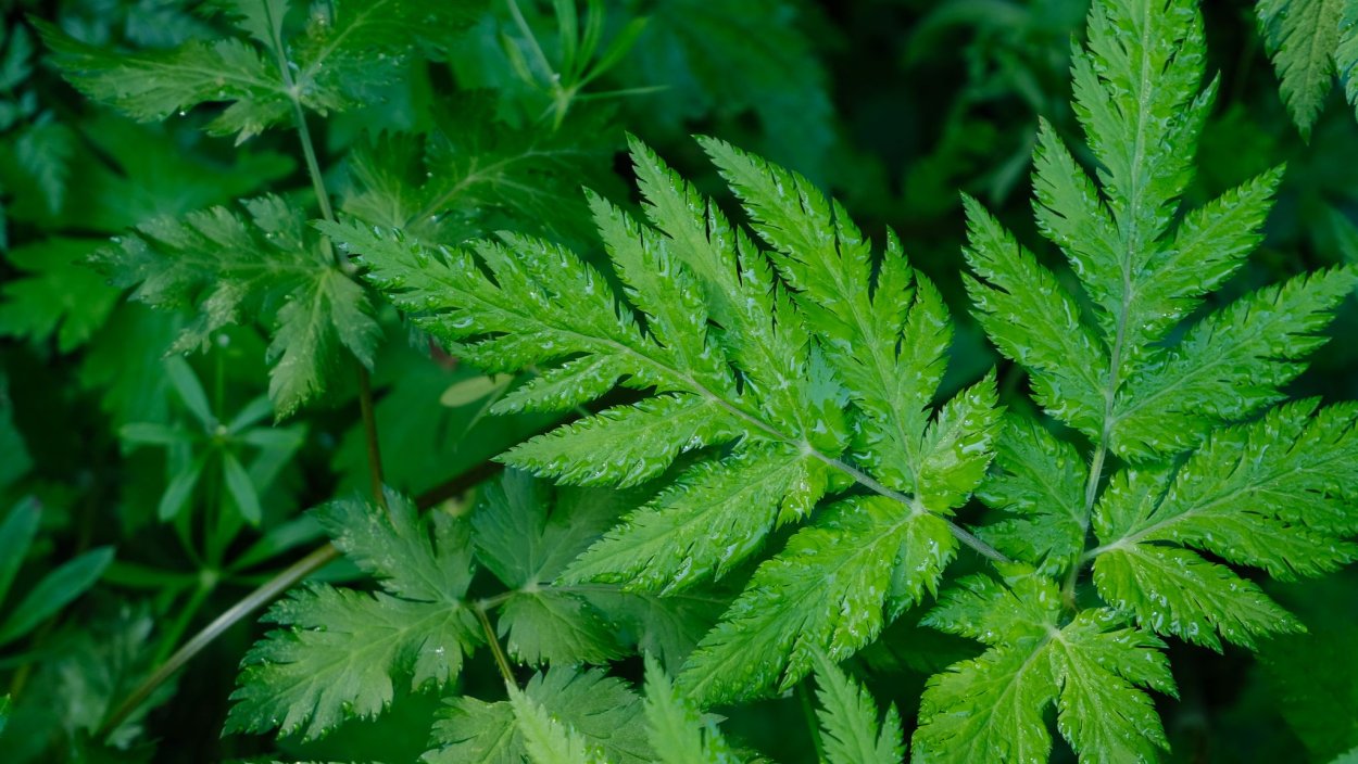 Обои на рабочий стол мед травы