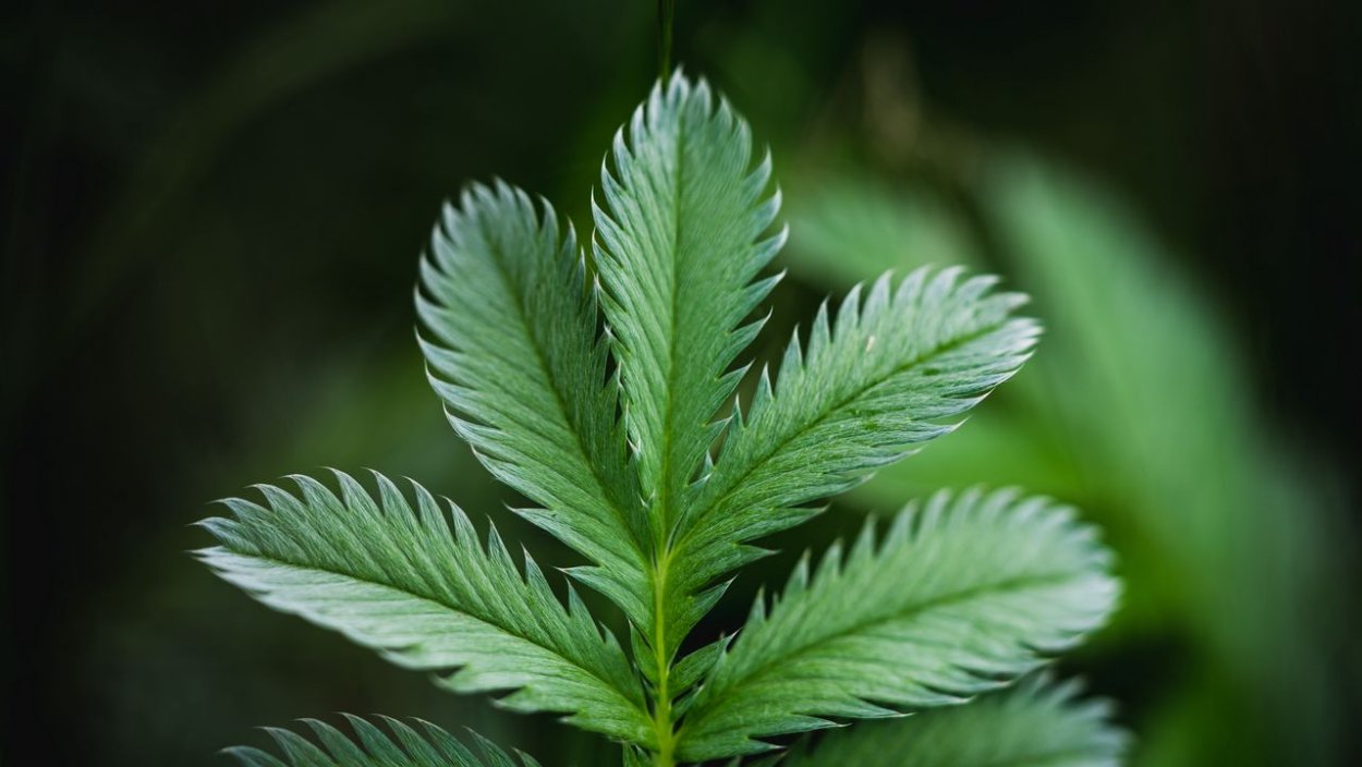 Листья красивые фото