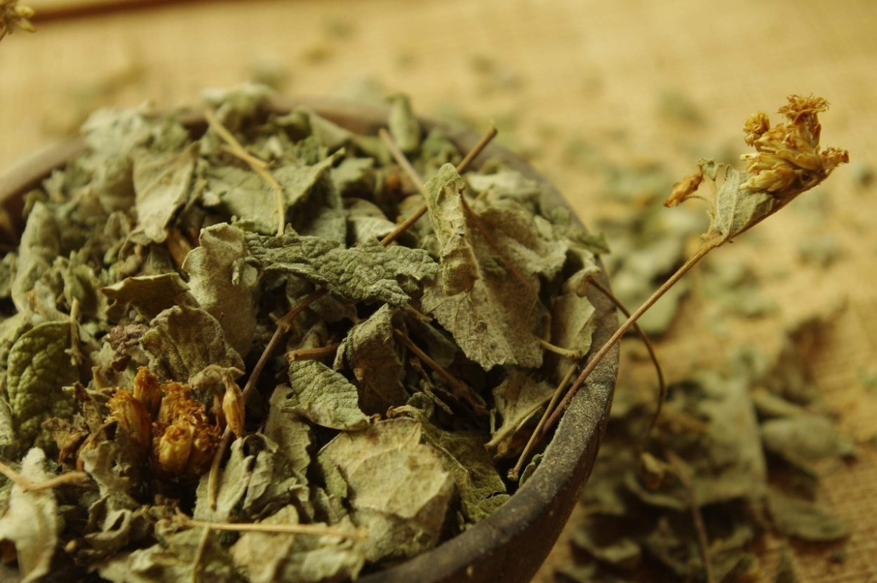 Трава Калея закатечичи