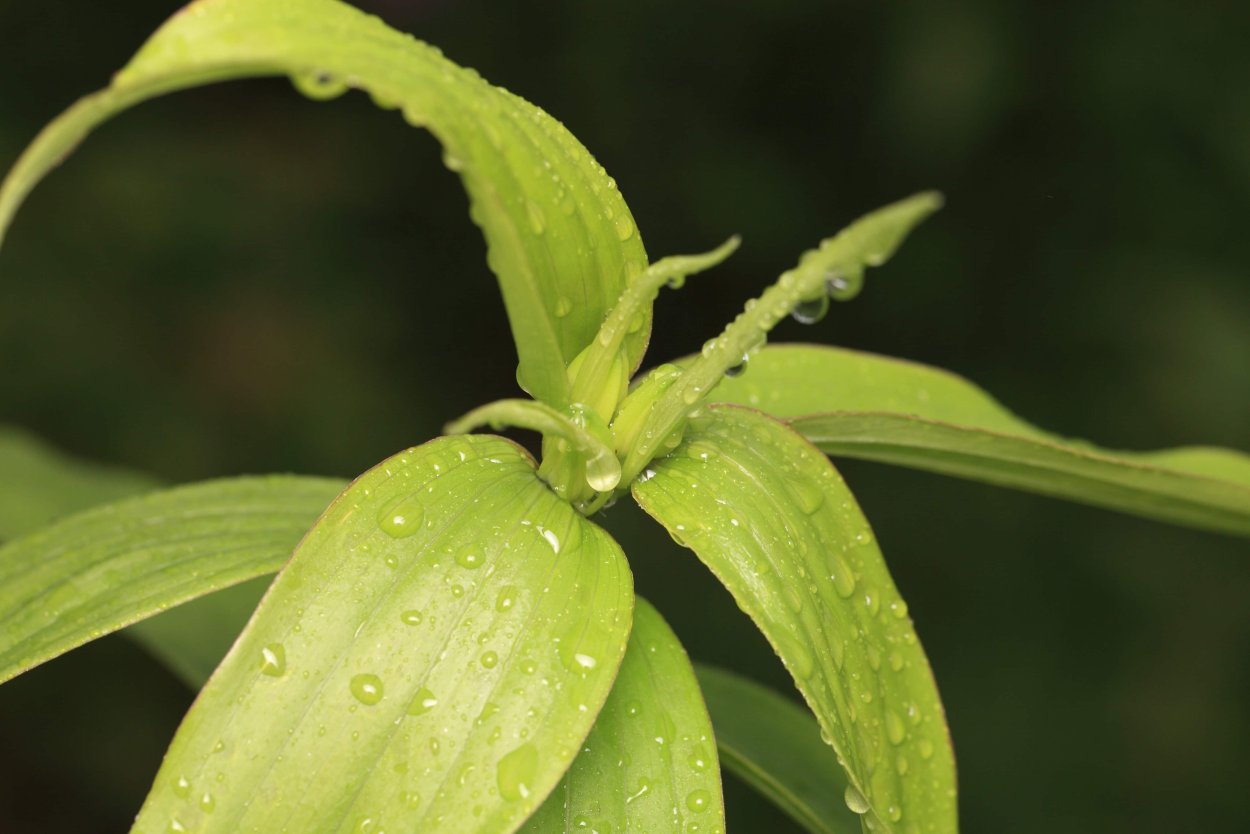 Ботаника фото растений целиком