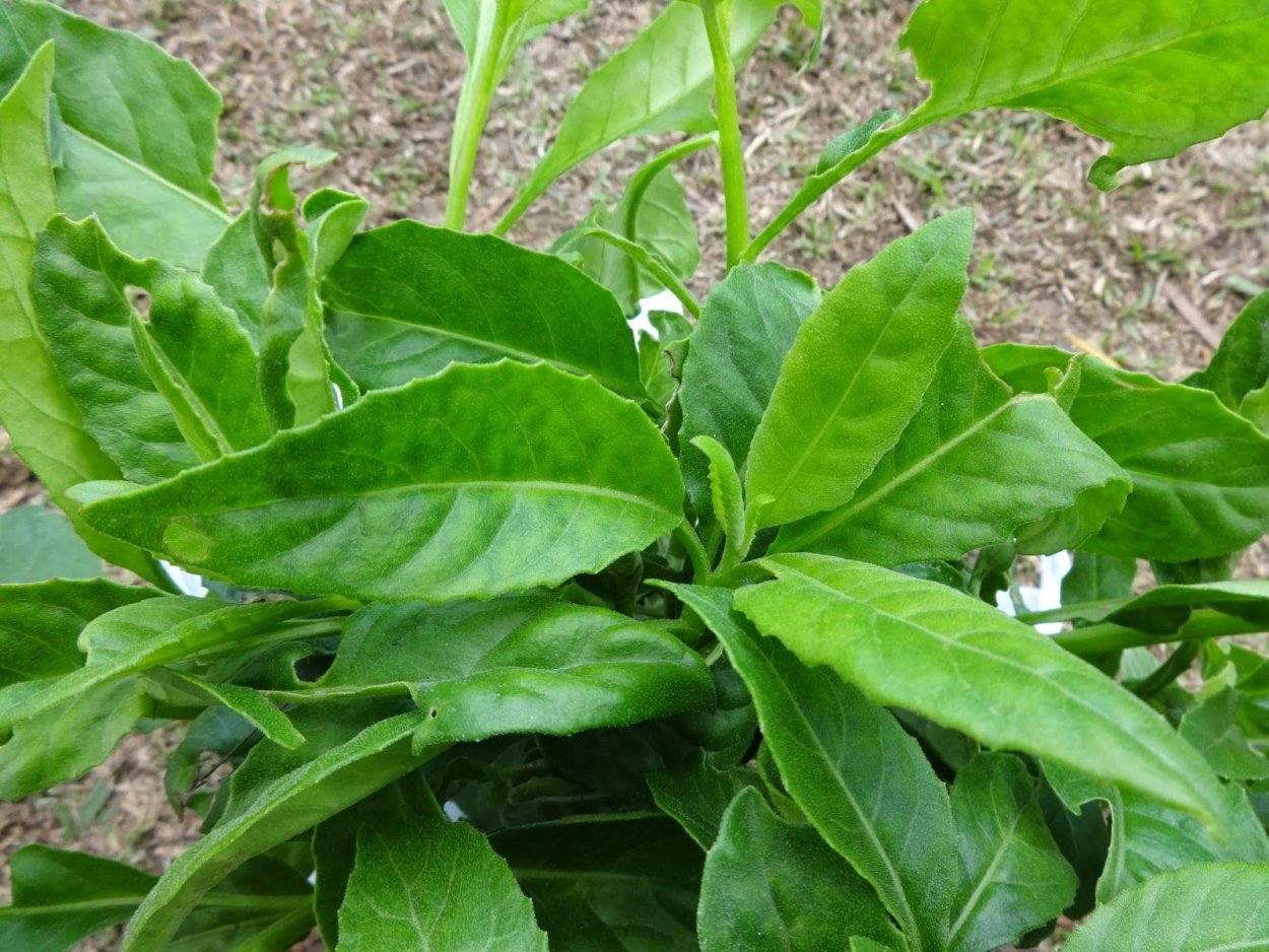 Гинура Прокумбенс