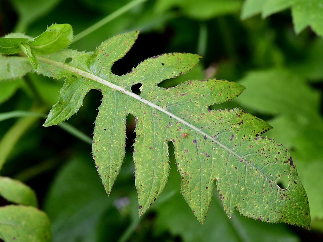 Плантариум листья