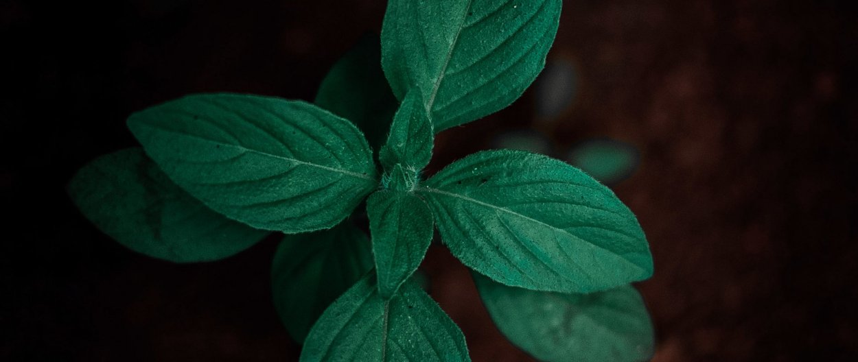 Росток с двумя плотными листиками