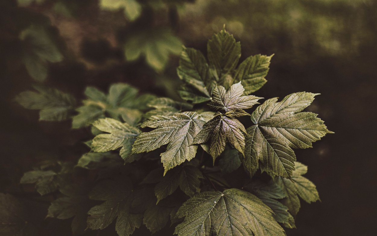 Листья кусты обои