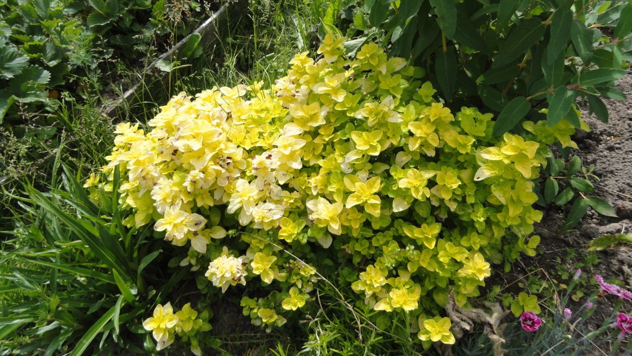 Душица обыкновенная 'Gold Nugget'