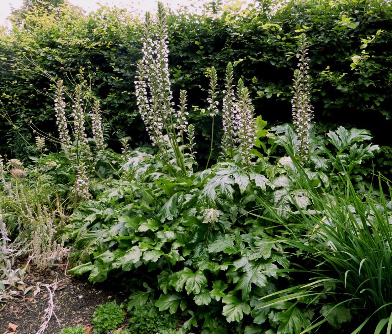 Акант медвежья лапа