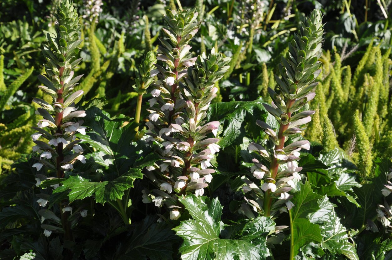 Акант Моллис