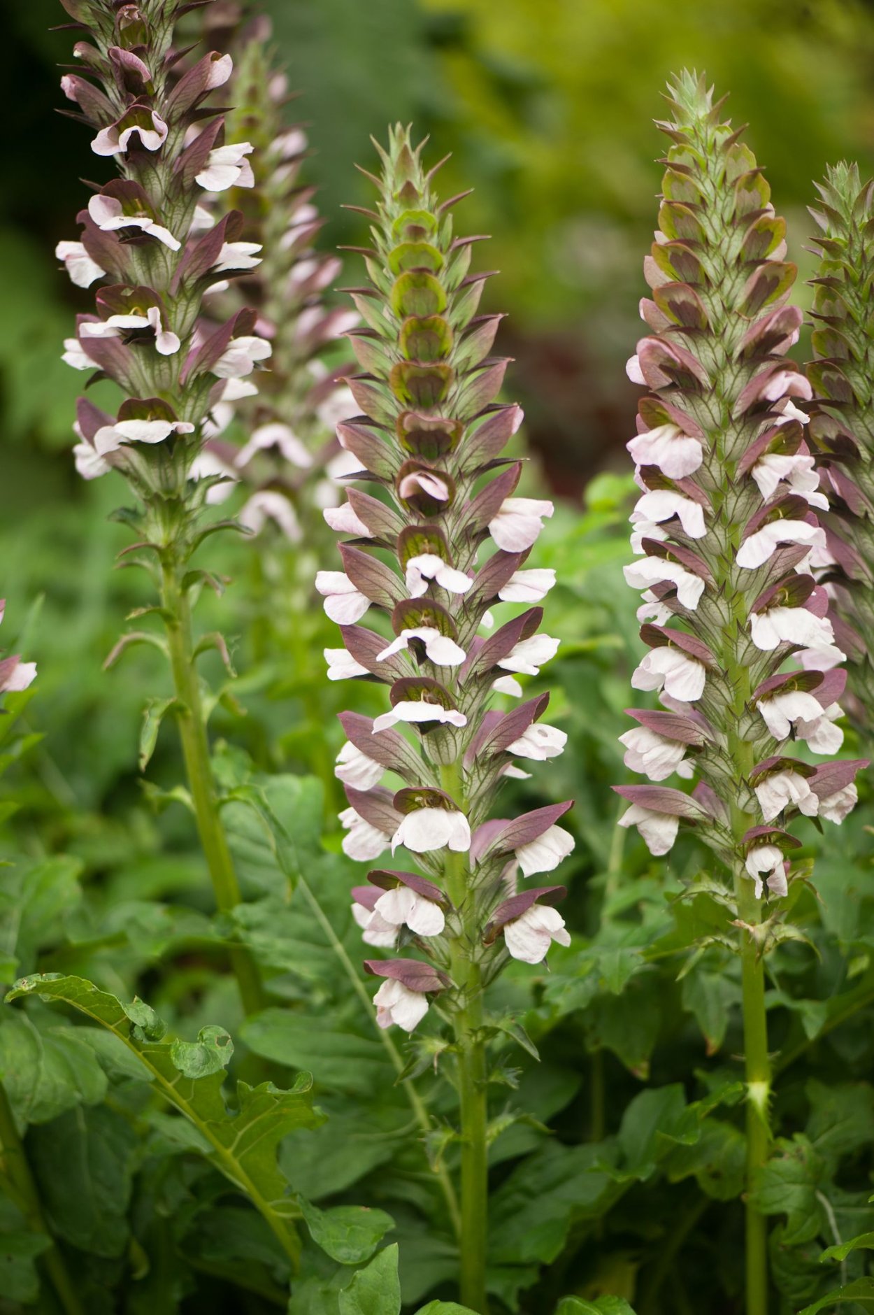 Акант медвежья лапа