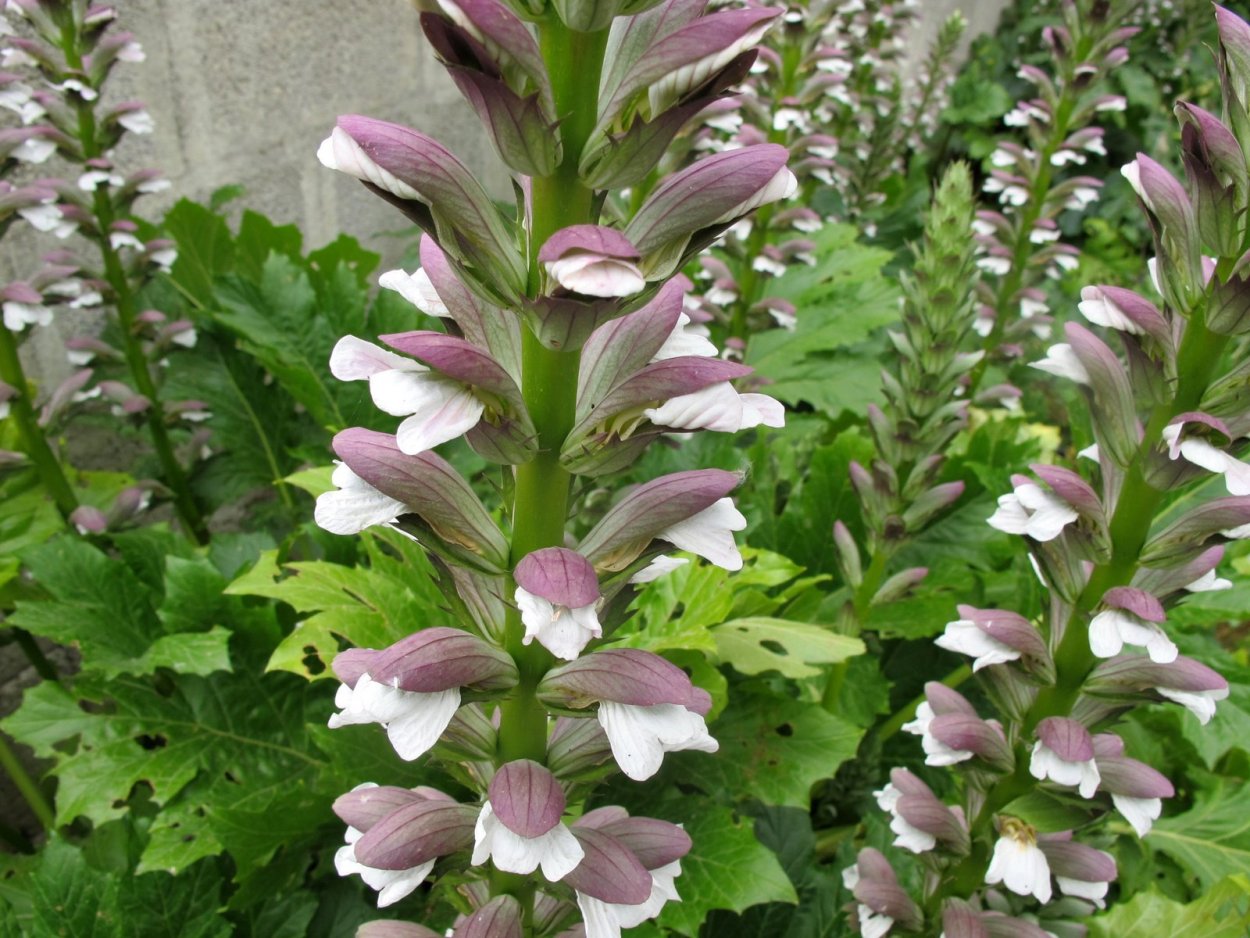 Акант Моллис растение