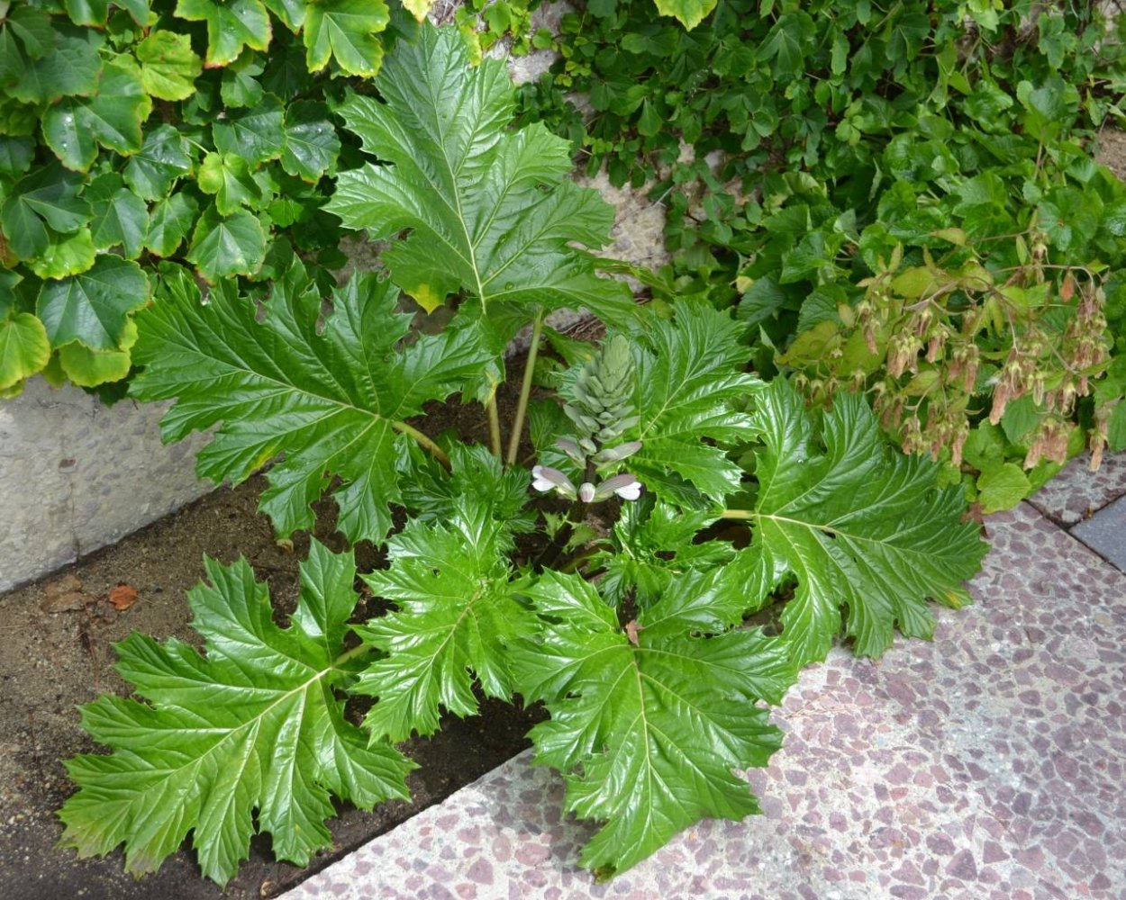 Трава медвежья лапа