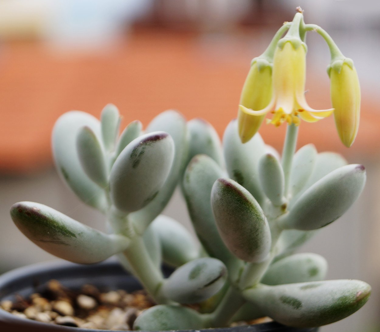 Котиледон Пенденс