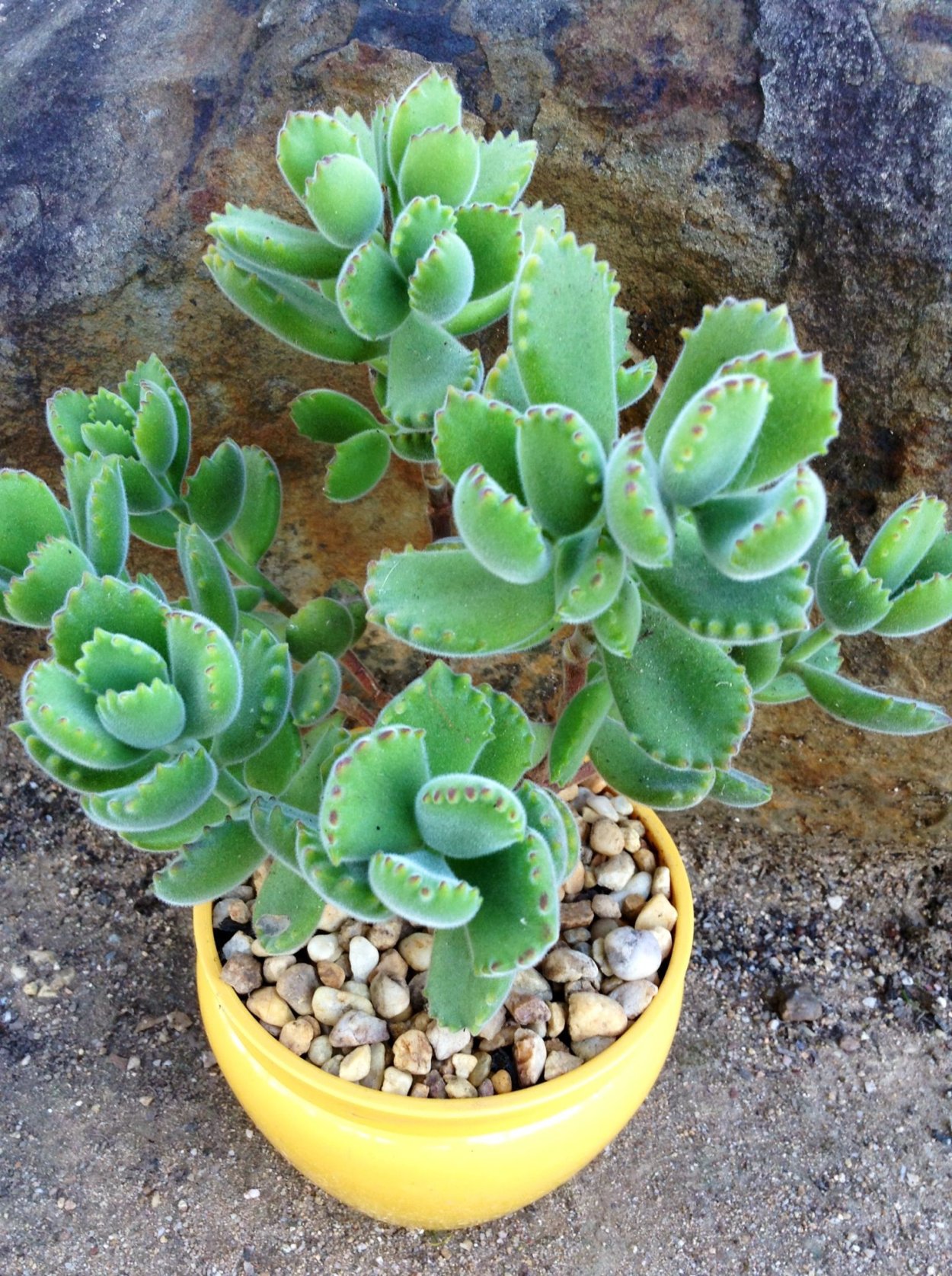 Котиледон Cotyledon tomentosa