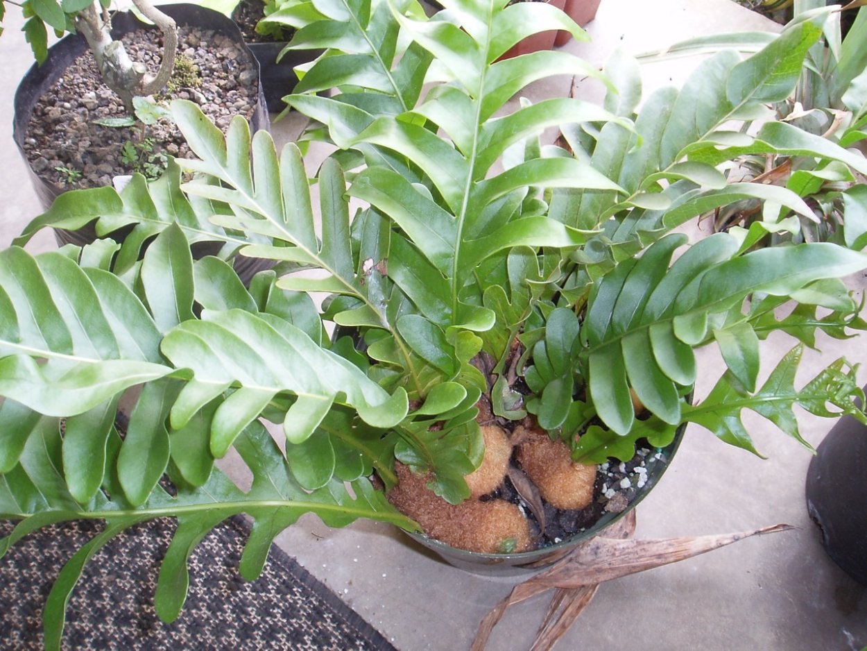 Аглаоморфа Коронанс