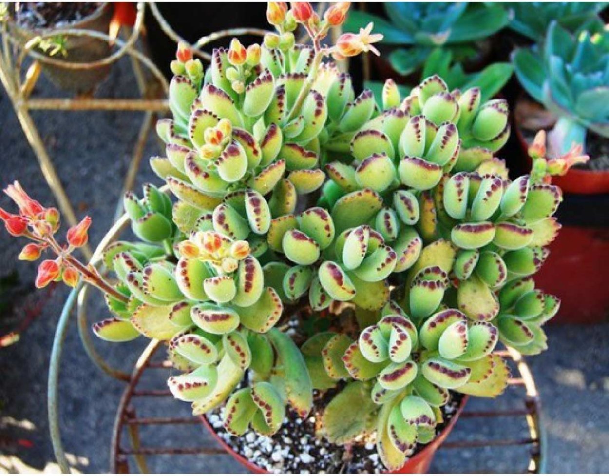 Суккулент Котиледон томентоза