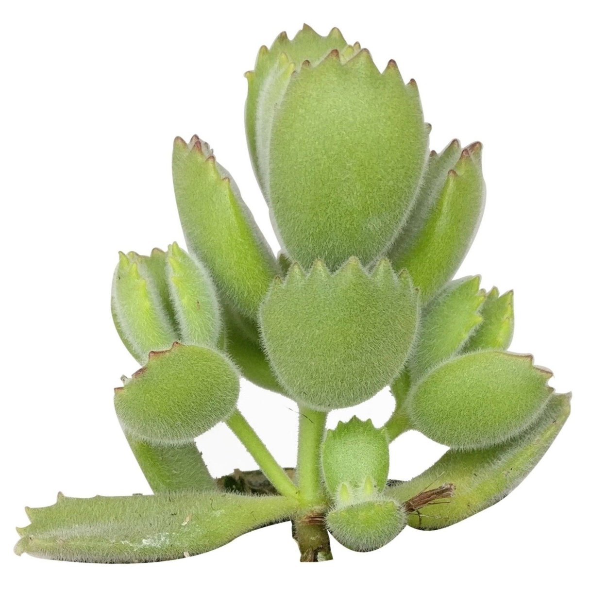 Суккулент Медвежьи ушки