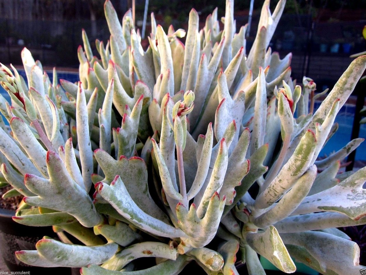 Cotyledon jacobseniana (Котиледон Якобсена)