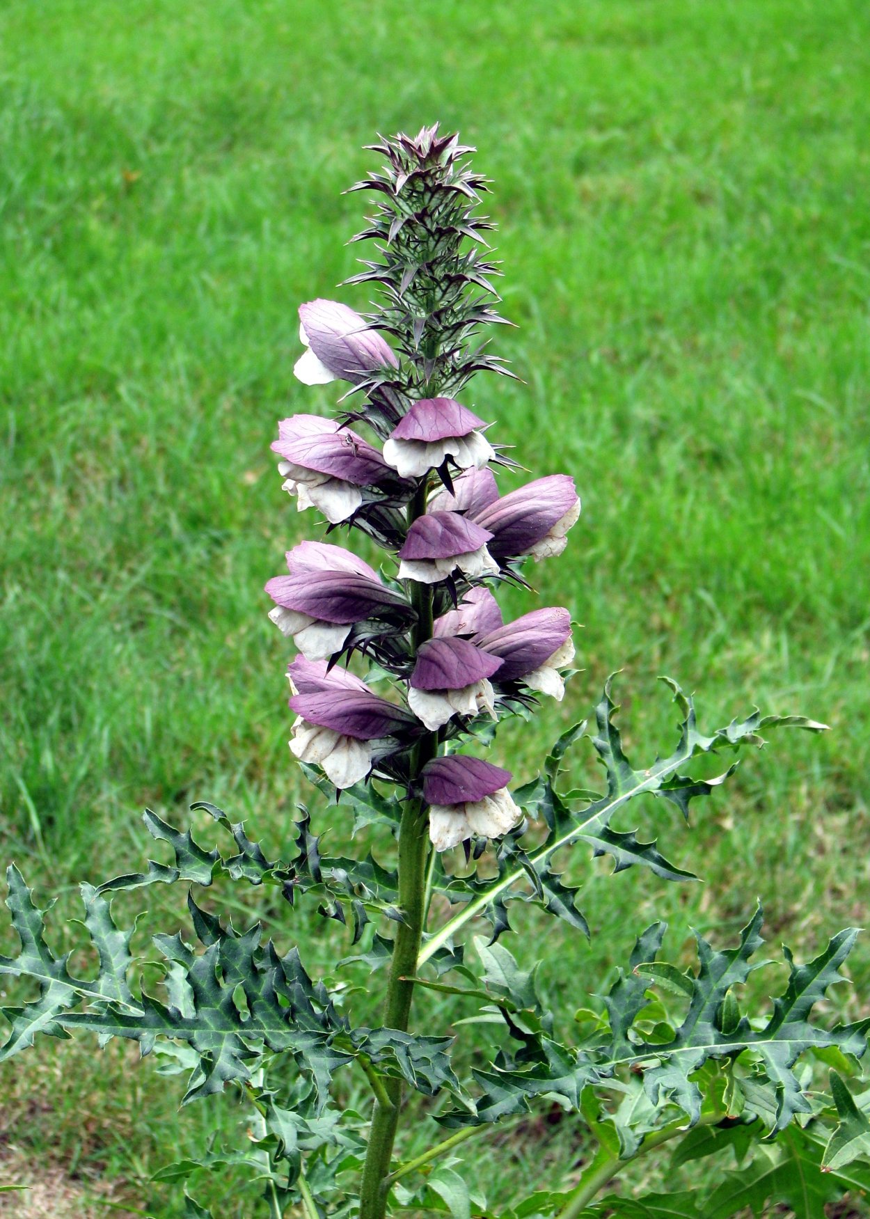 Acanthus mollis