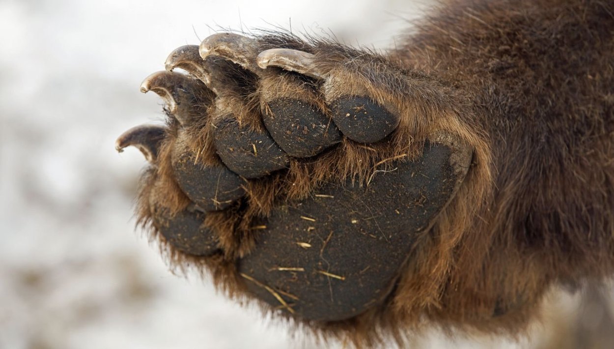 Лапа медведя на белом фоне