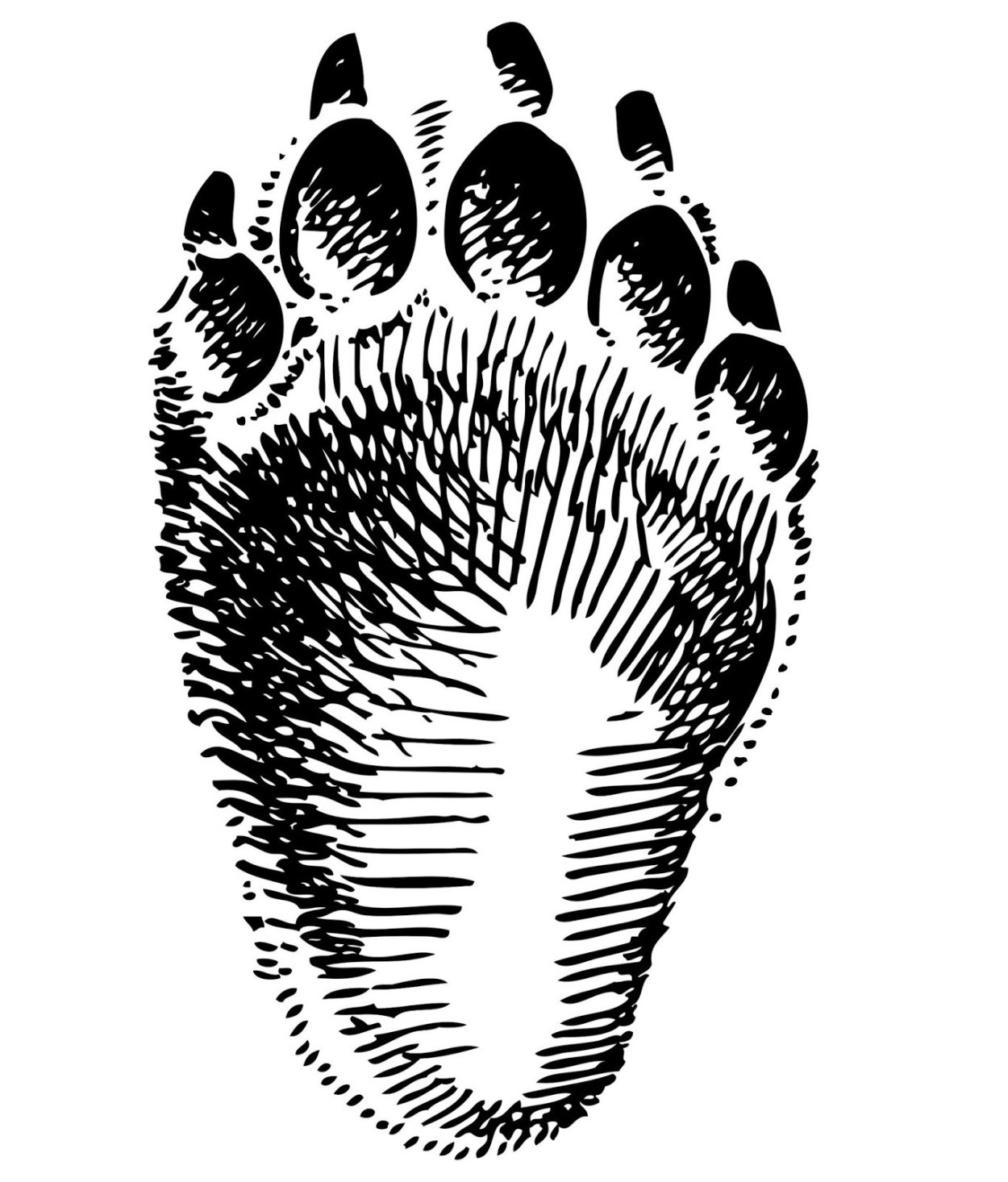 Отпечаток ноги медведя