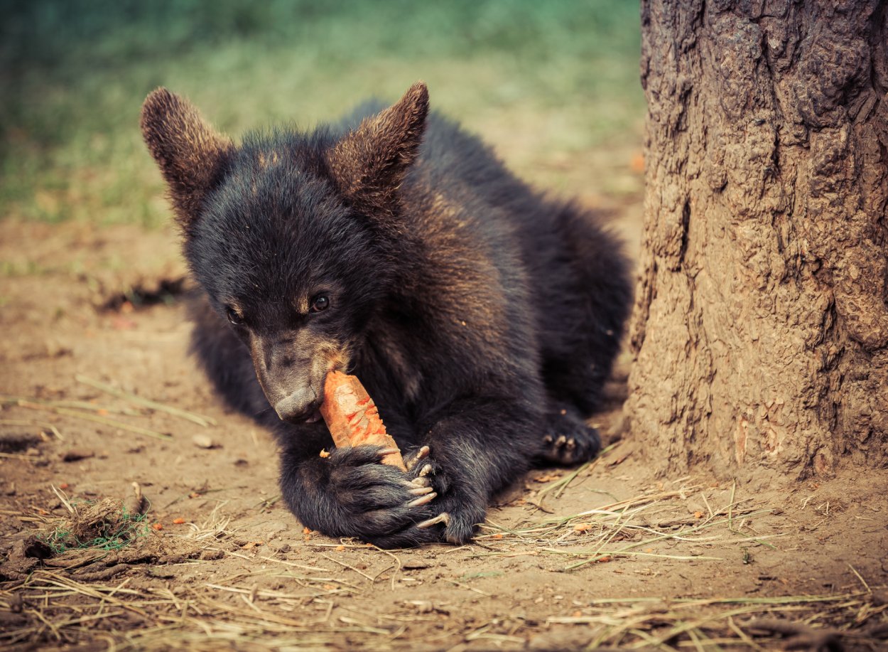 Медведь обои