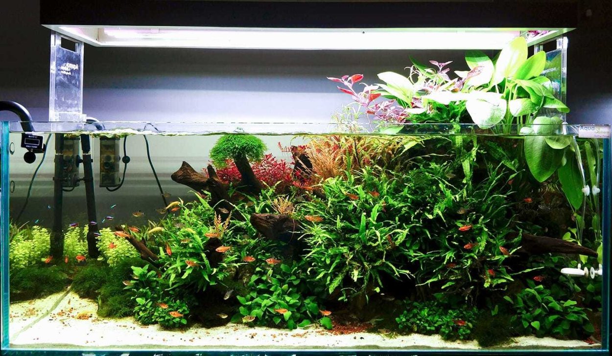 Открытый аквариум с растениями