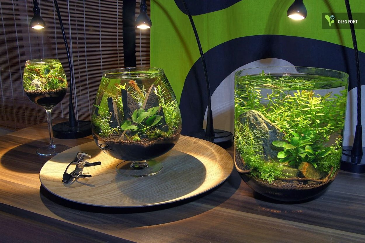Акваскейп в круглом аквариуме