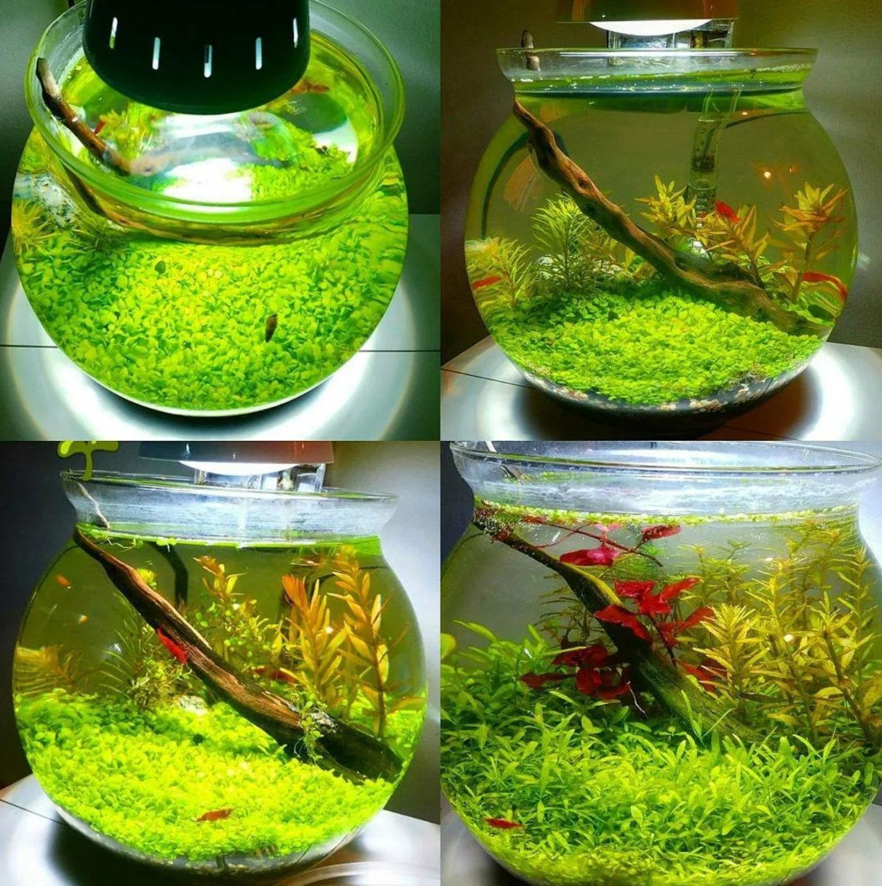 Круглый креветочник травник