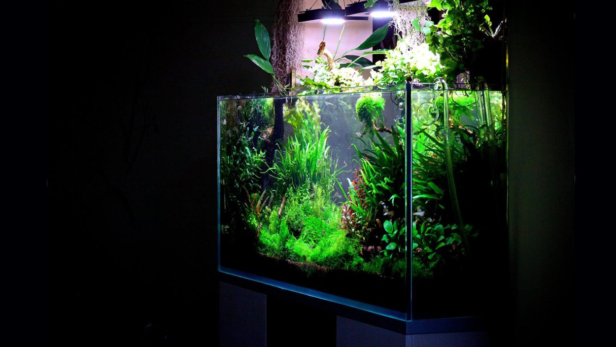 Растения для аквариума