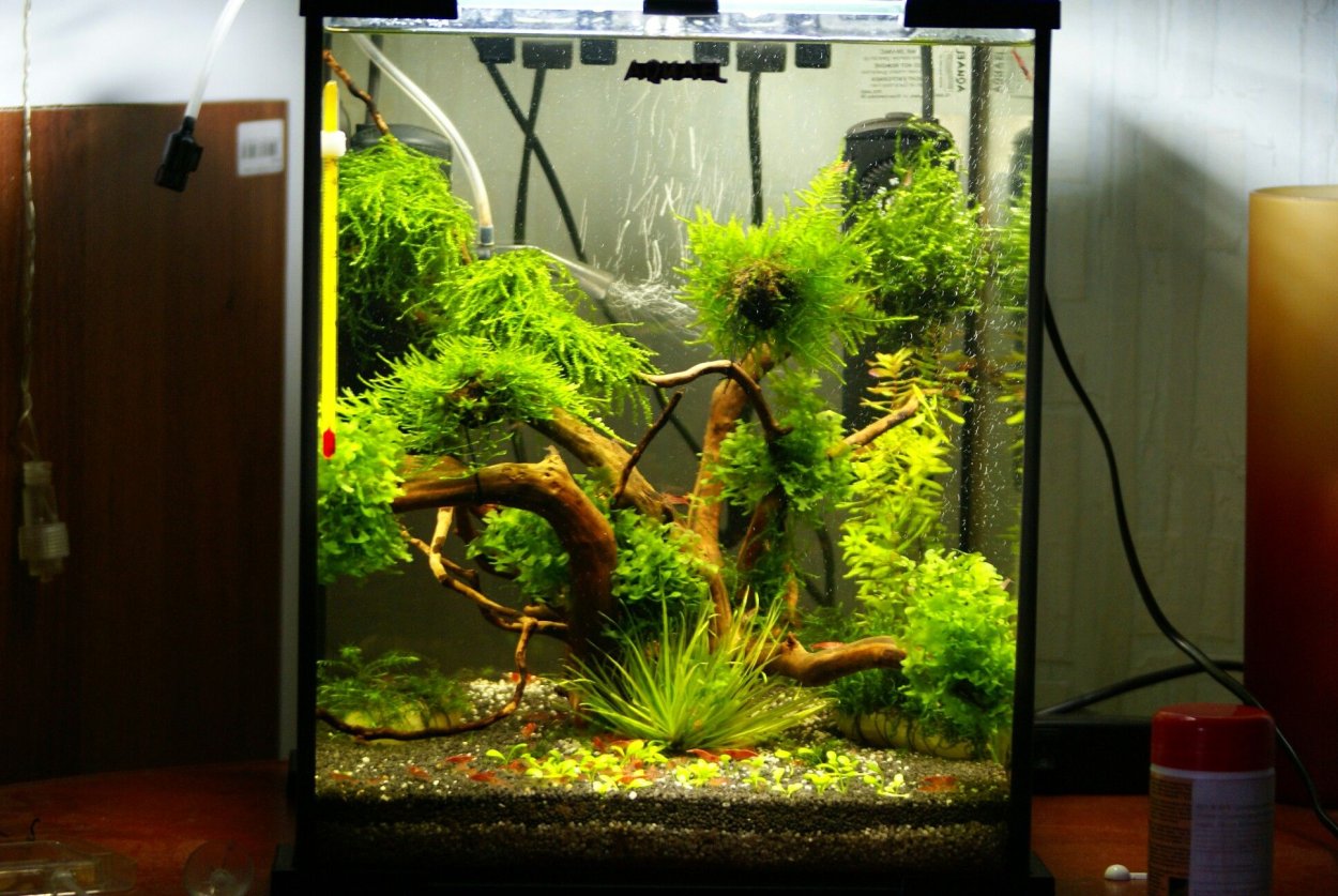 Nano аквариум креветочник