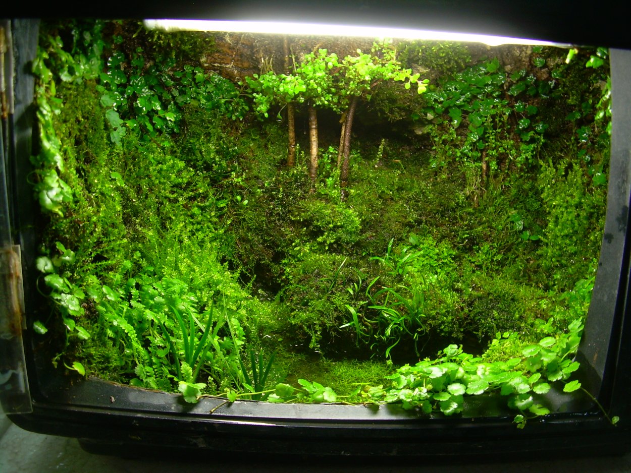 Яванский мох палюдариум