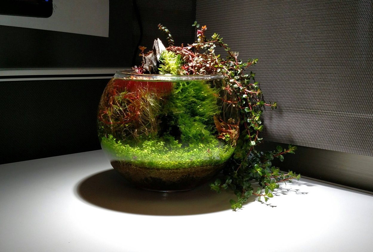 Палюдариум акваскейп