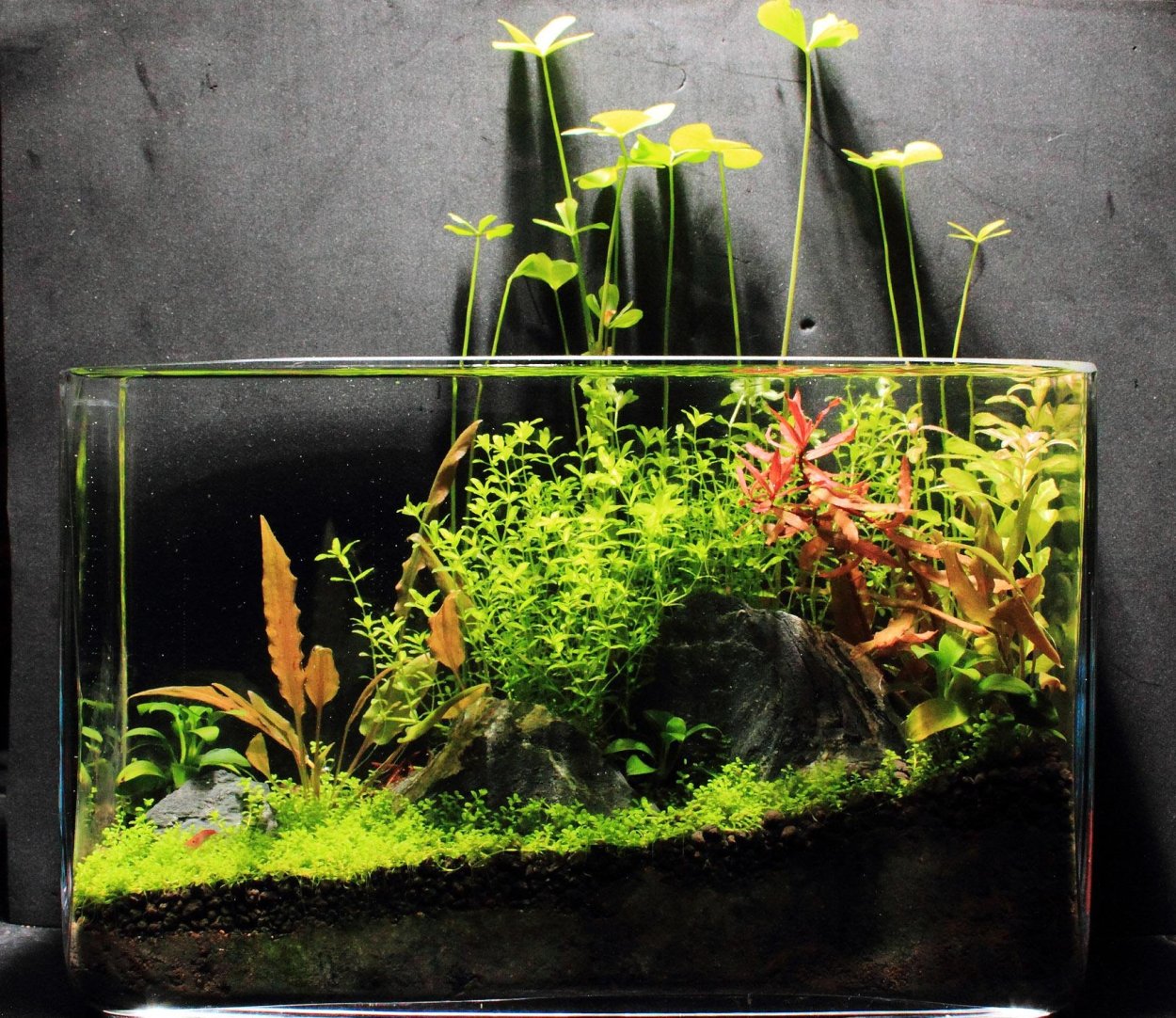 Акваскейп нано аквариума