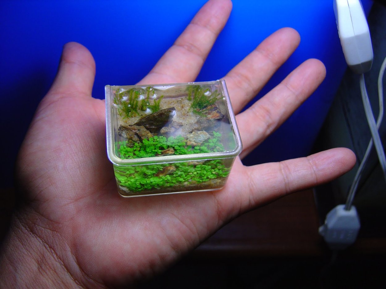 Самые маленькие рыбки для аквариума