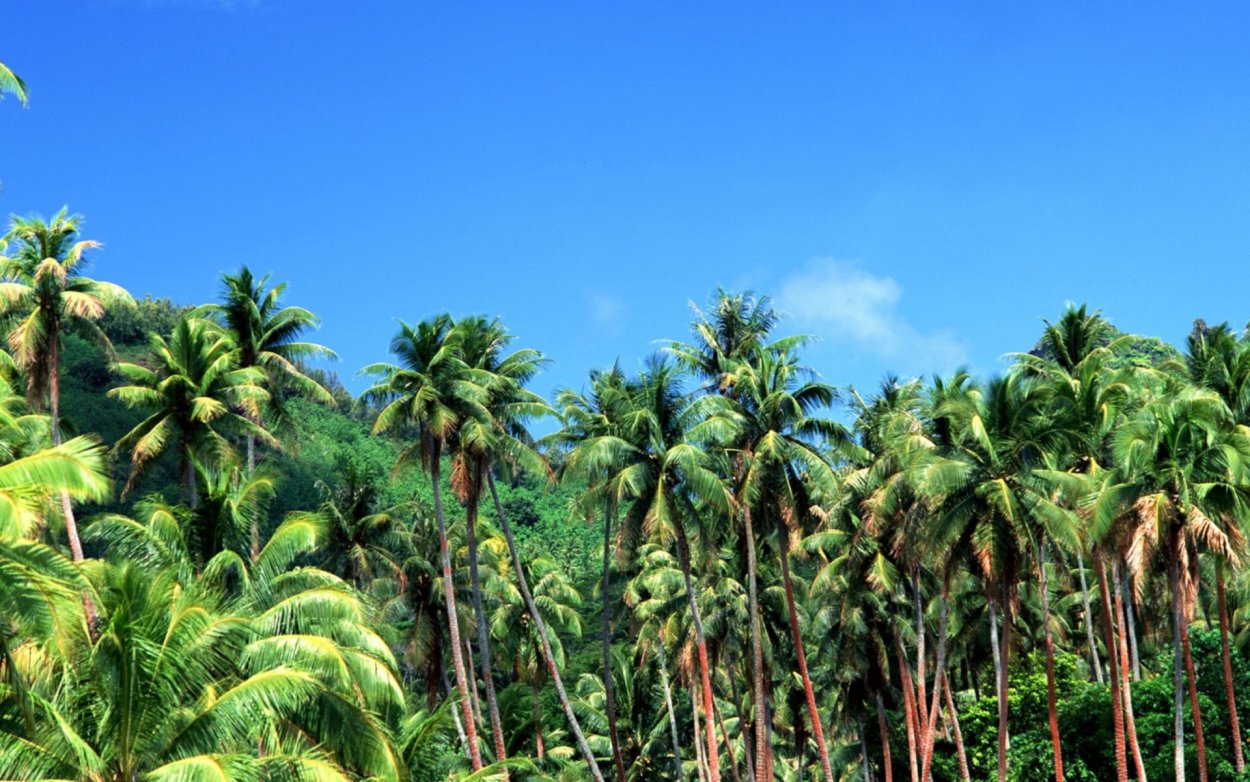 Пальма экваториальный лес Африки