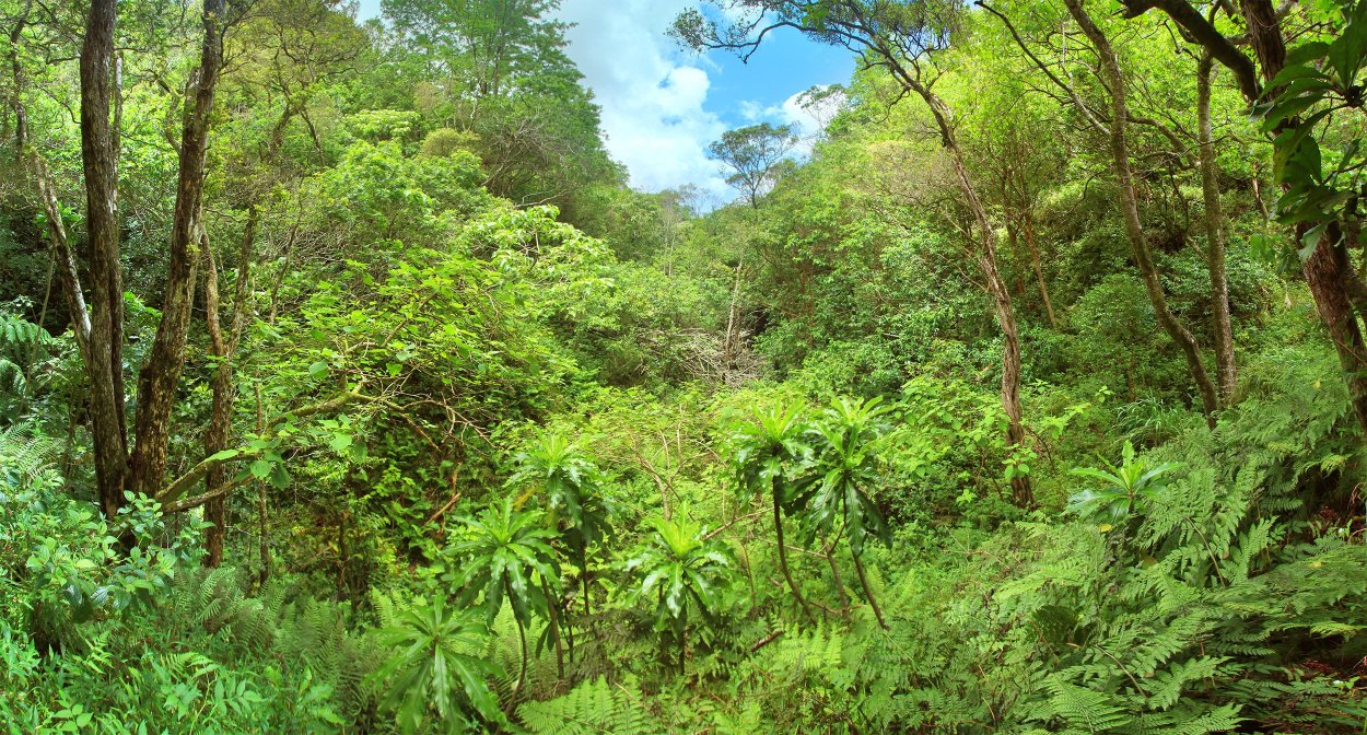 Флора Южной Америки сельвы