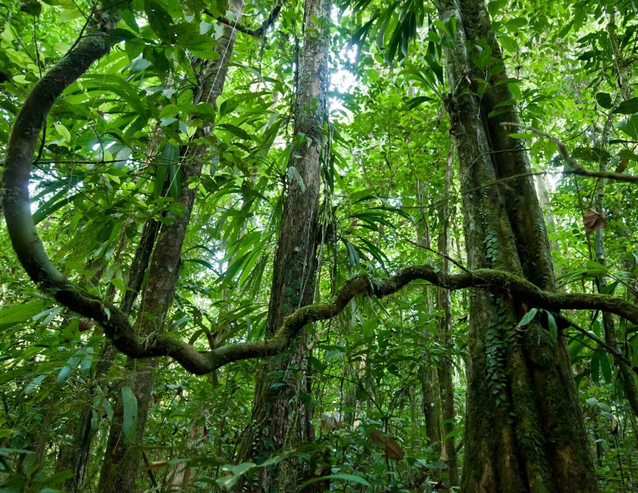 Южная Америка Сельва лианы
