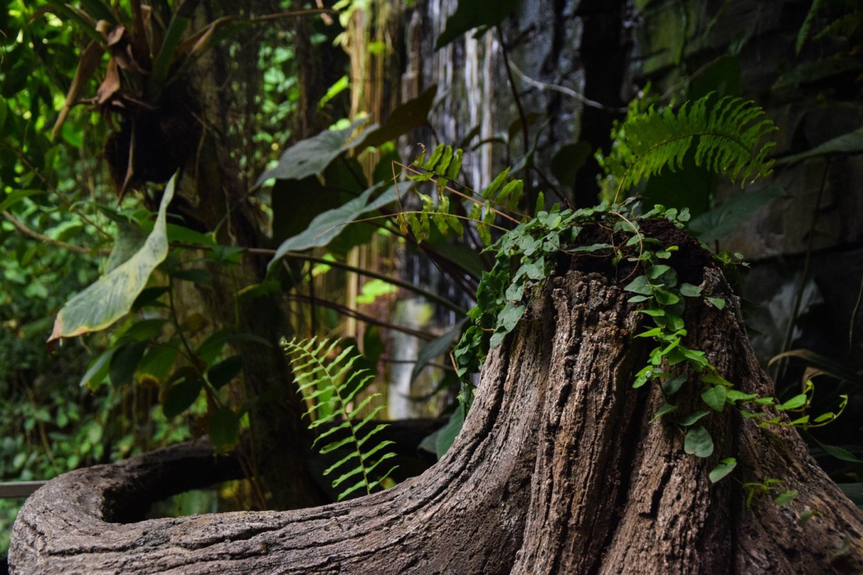 Растения джунгли растения