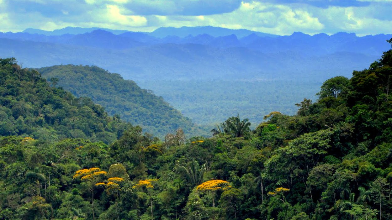 Сельва Колумбия