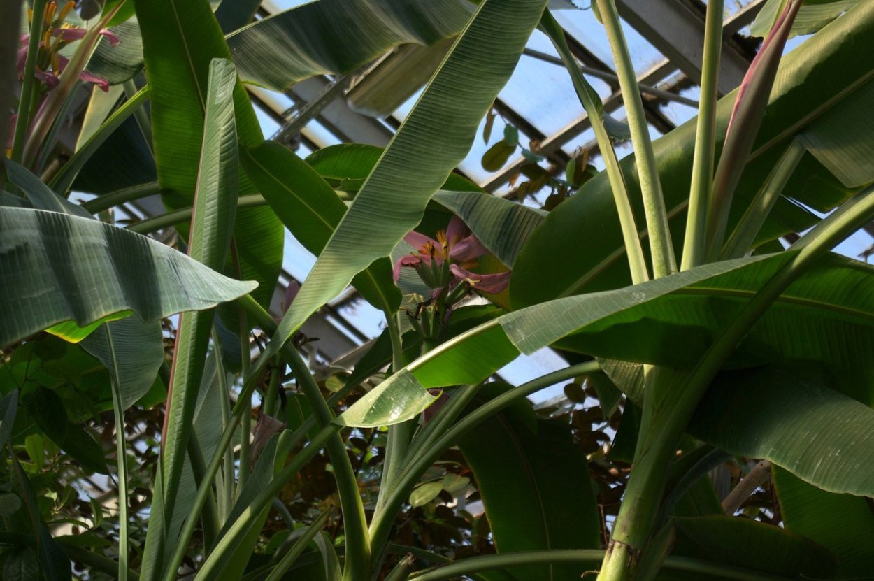 Комнатные растения из тропиков