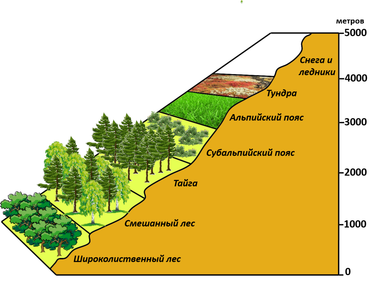 Высотная поясность