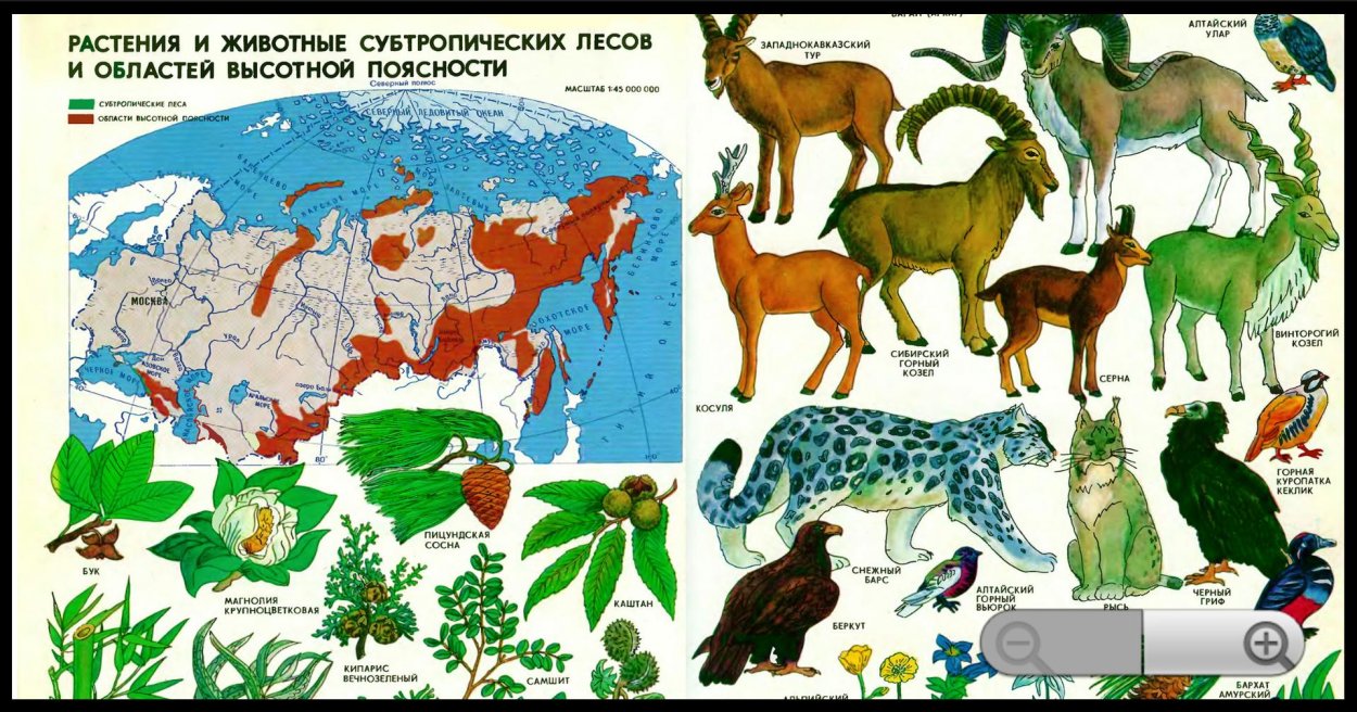Области ВЫСОТНОЙ поясности животные и растения