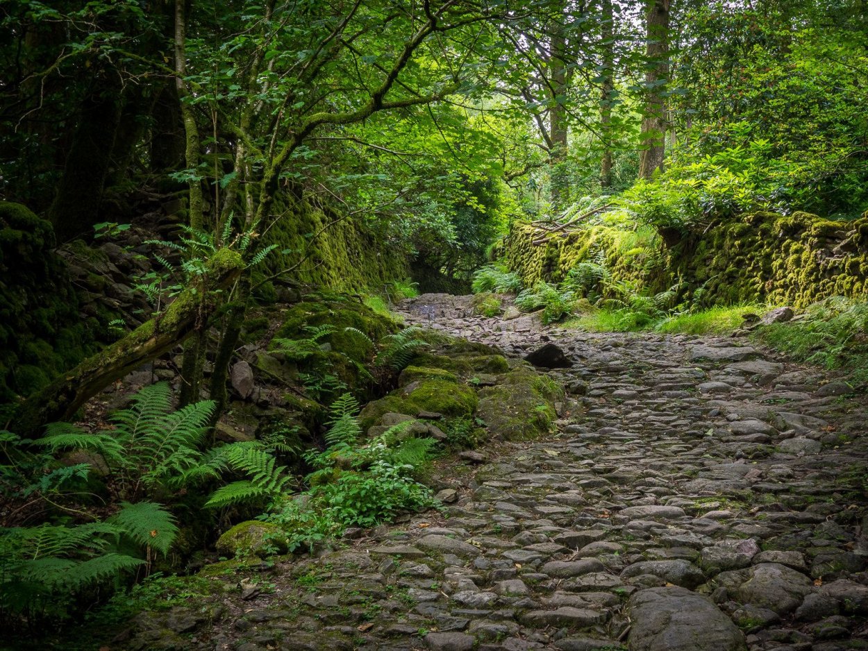 Лес в Англии