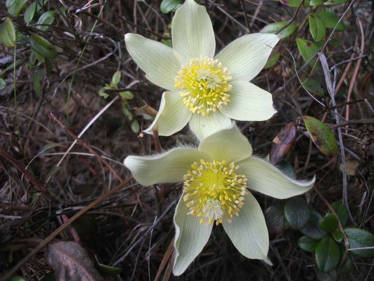 Природный парк Сибирские Увалы Флора