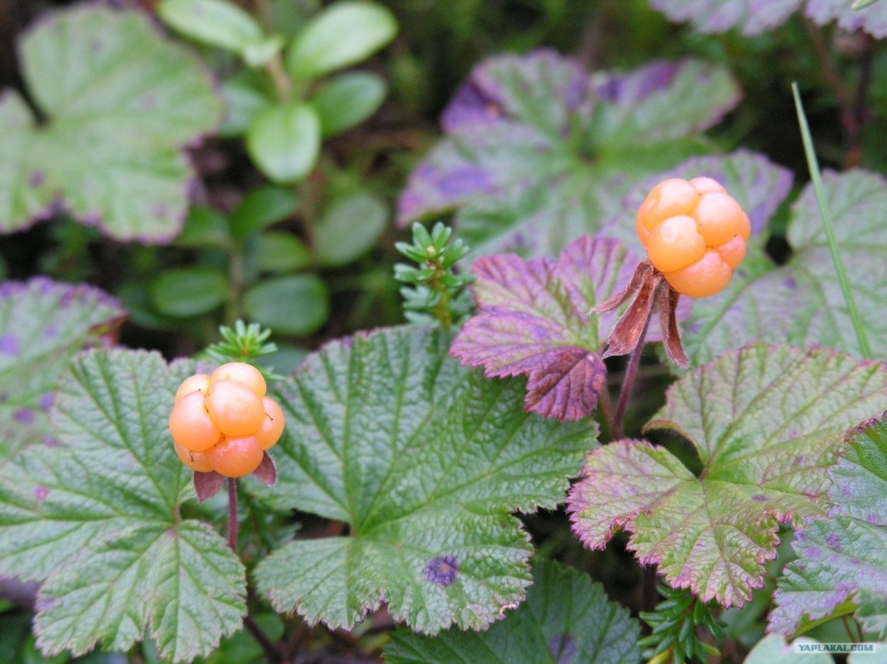 Лесные растения ХМАО Югры