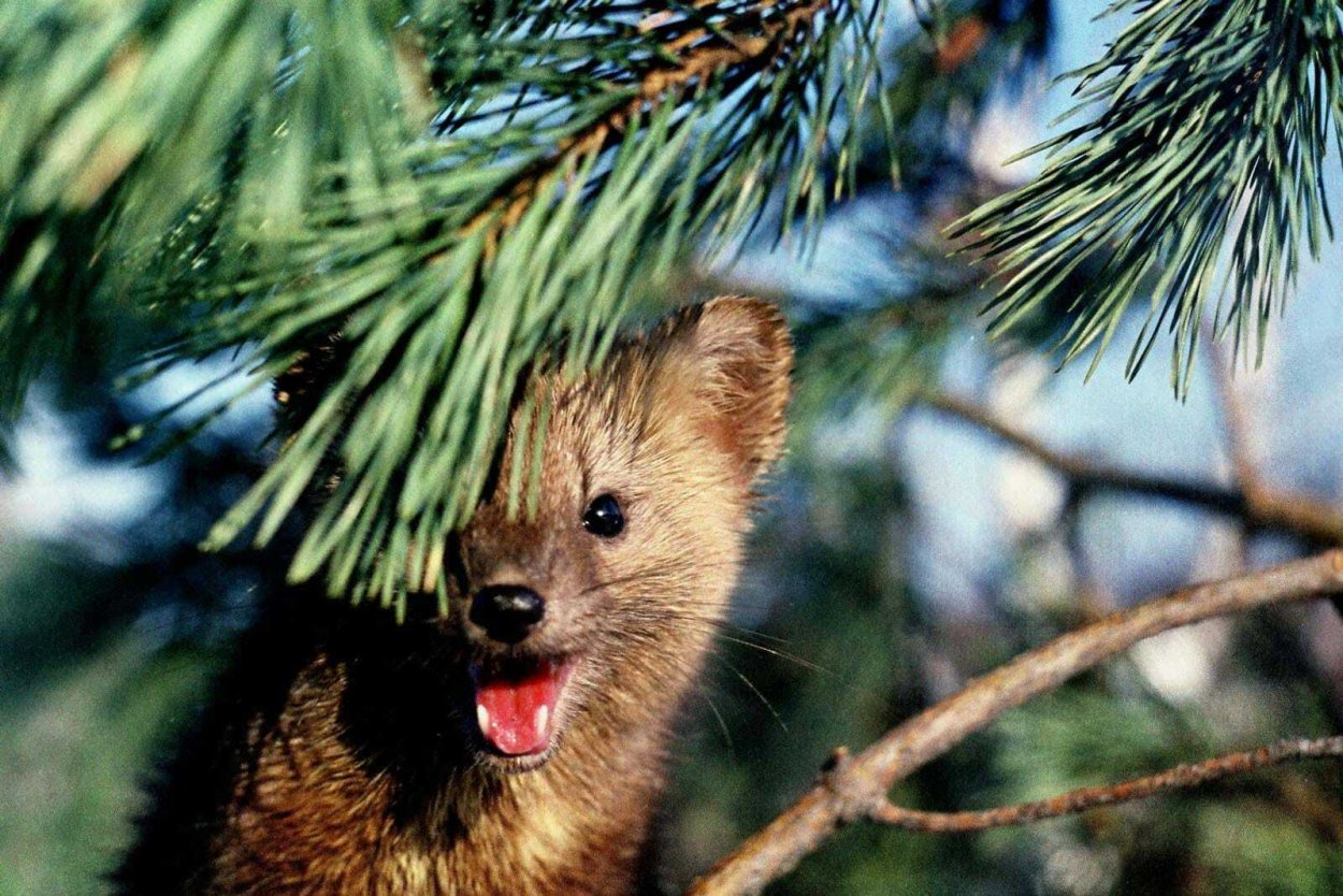 Животный мир ХМАО Югры