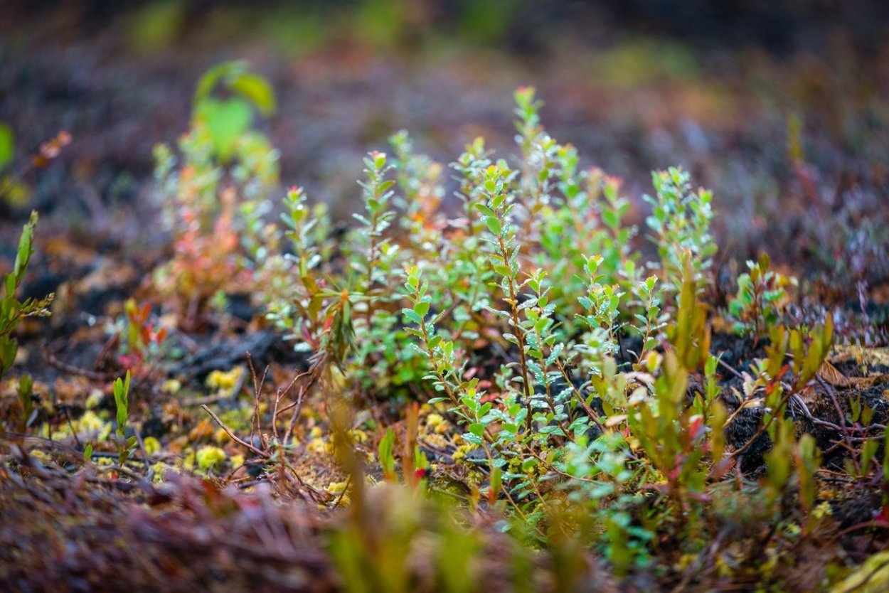 Растения Югры ХМАО брусника